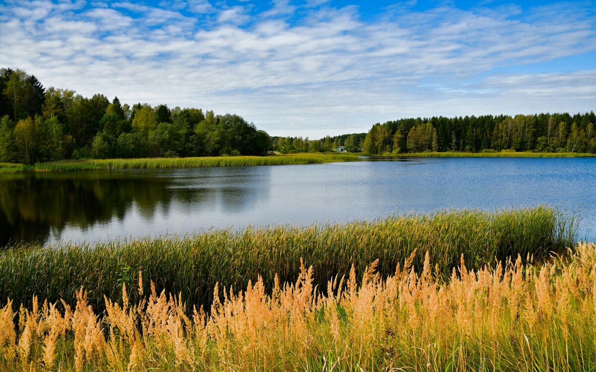 Смоленская осень. - Милешкин Владимир Алексеевич 