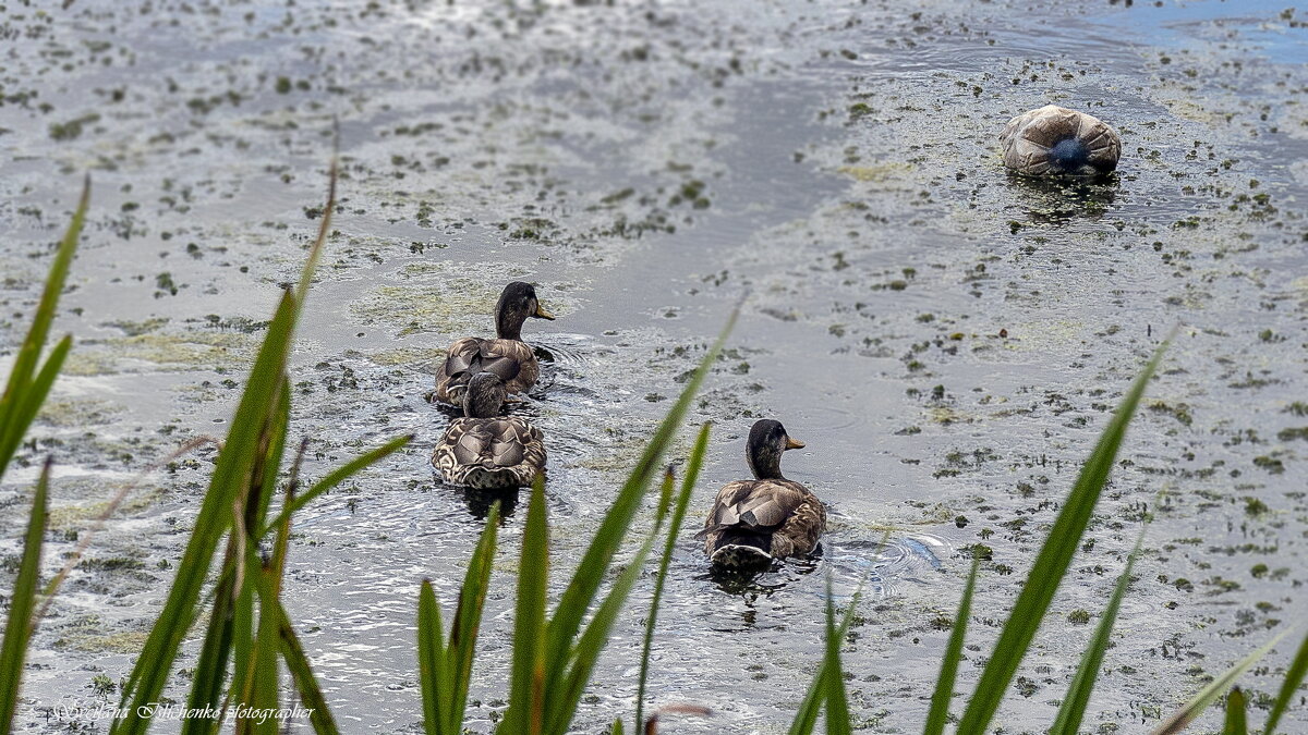 Природа - Светлана Ищенко