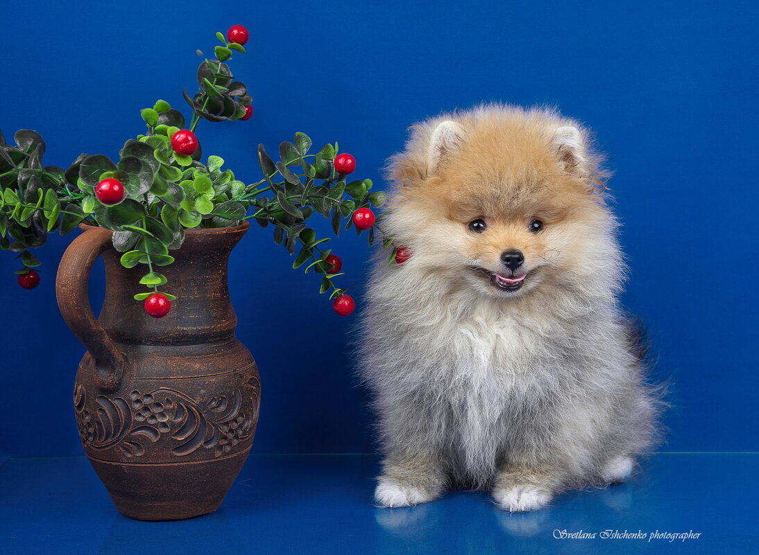 Симпомпончик - Светлана Ищенко