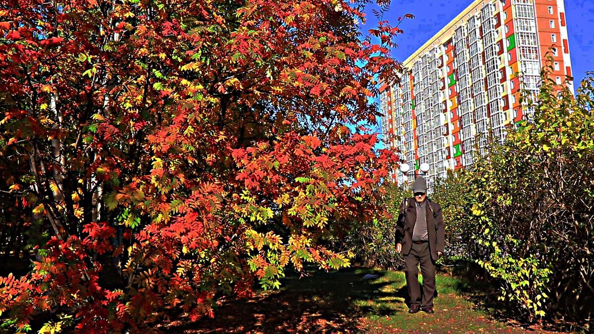 Сентябрь... У любимой рябины! - Владимир 