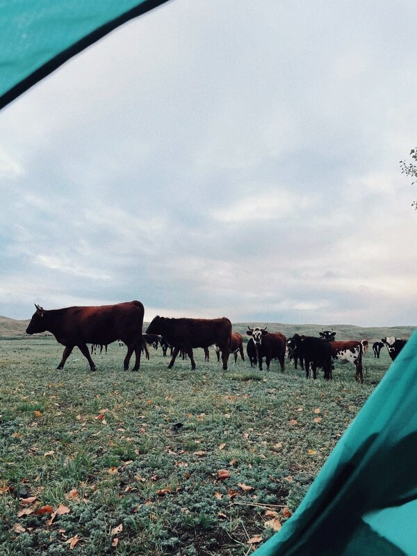 Утро... - Георгиевич 