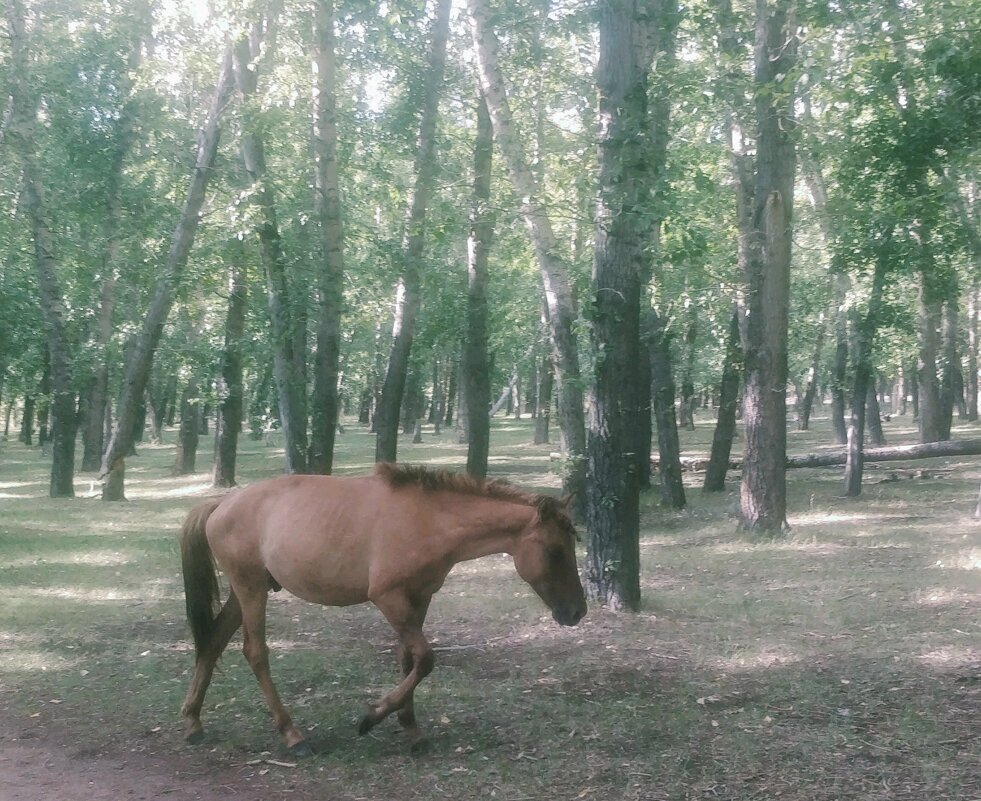 Кони в лесу - Андрей Хлопонин Кони в лесу - Андрей Хлопонин