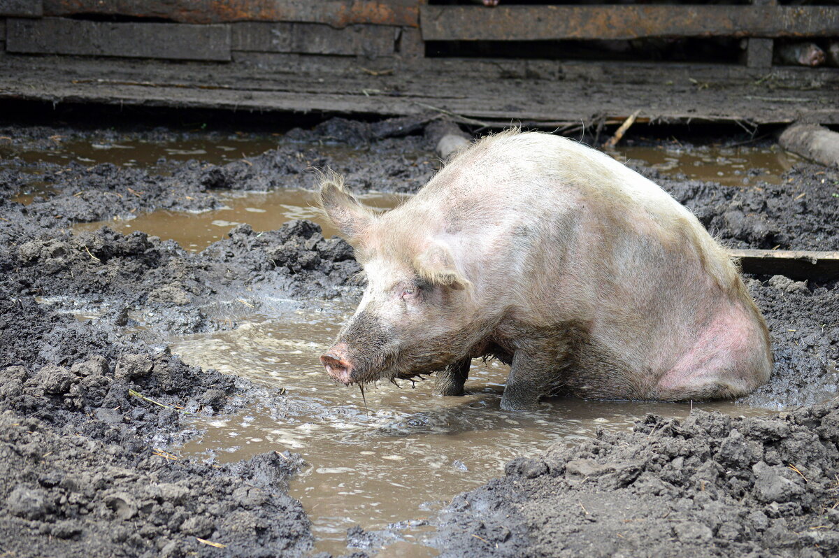 В своей стихии - Татьяна Лютаева