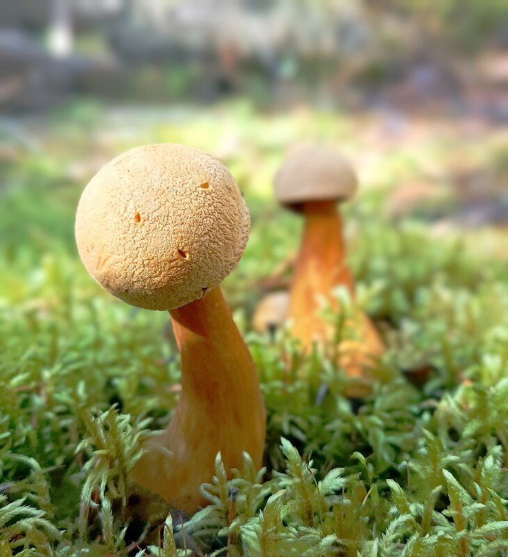 Моховики - Ирина *