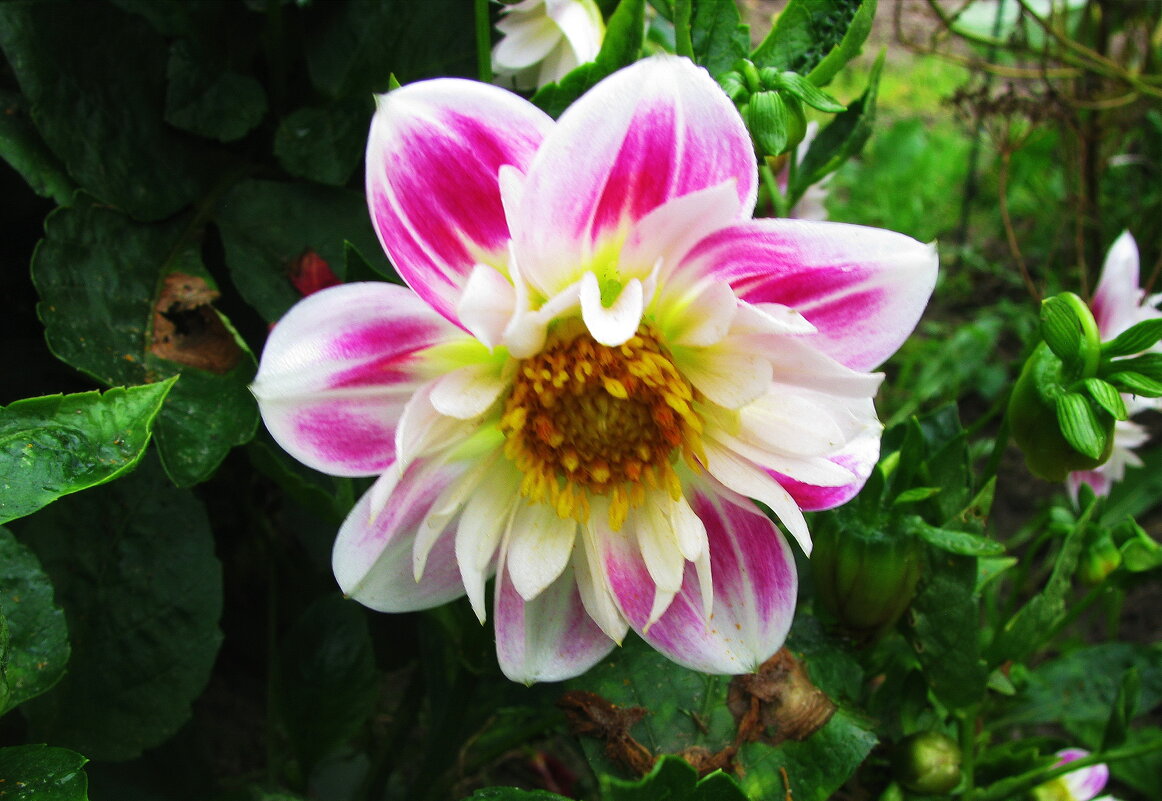 Нежная красавица - Людмила Смородинская