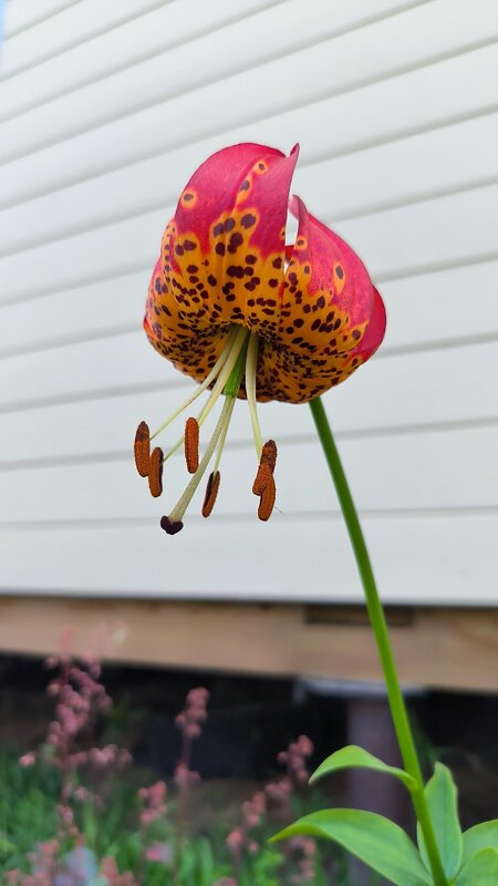 Лилейник. - Ольга 