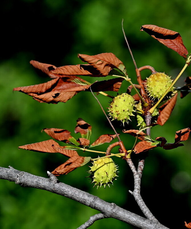 История про конский каштан... - Николай Саржанов