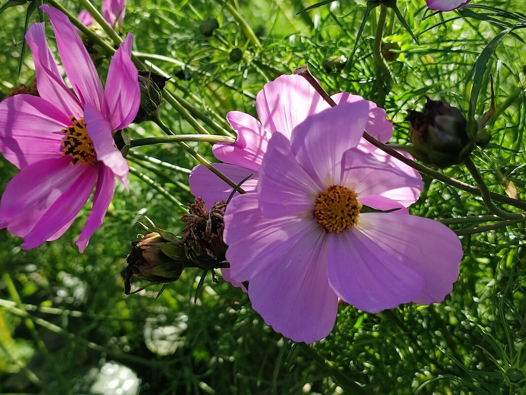 Доброе утро - Валентина Богатко 