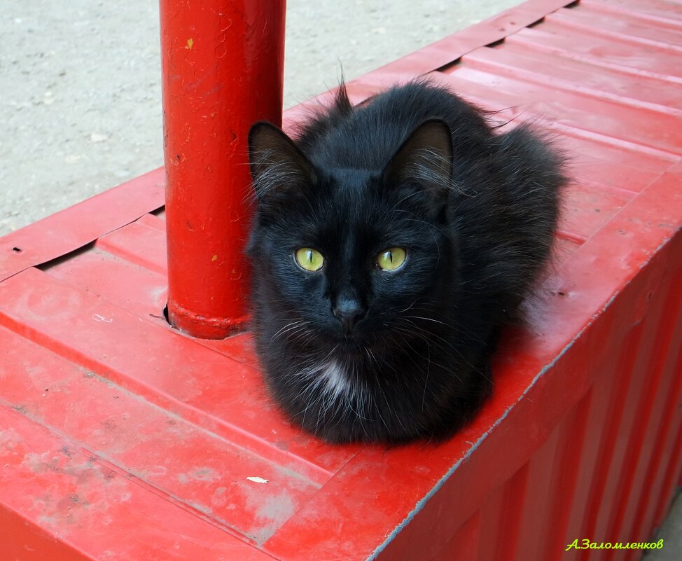 Эти глаза напротив... - Андрей Заломленков