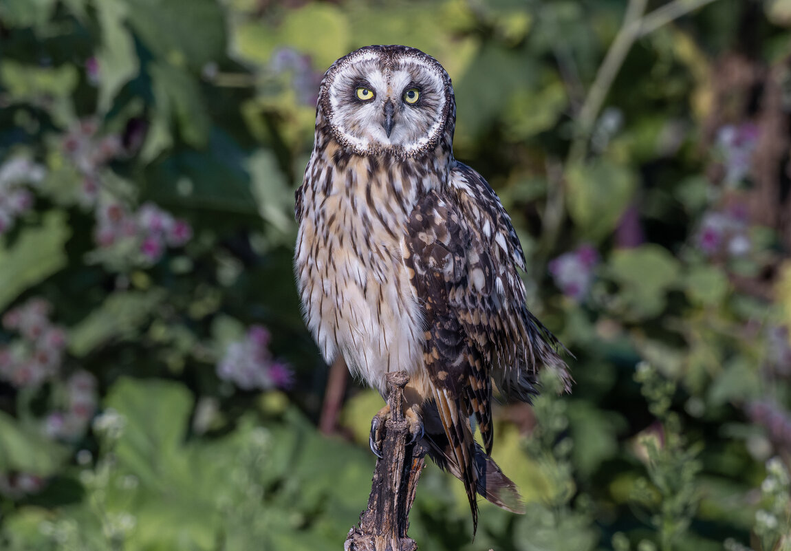 сова болотная. - юрий макаров сова болотная. - юрий макаров