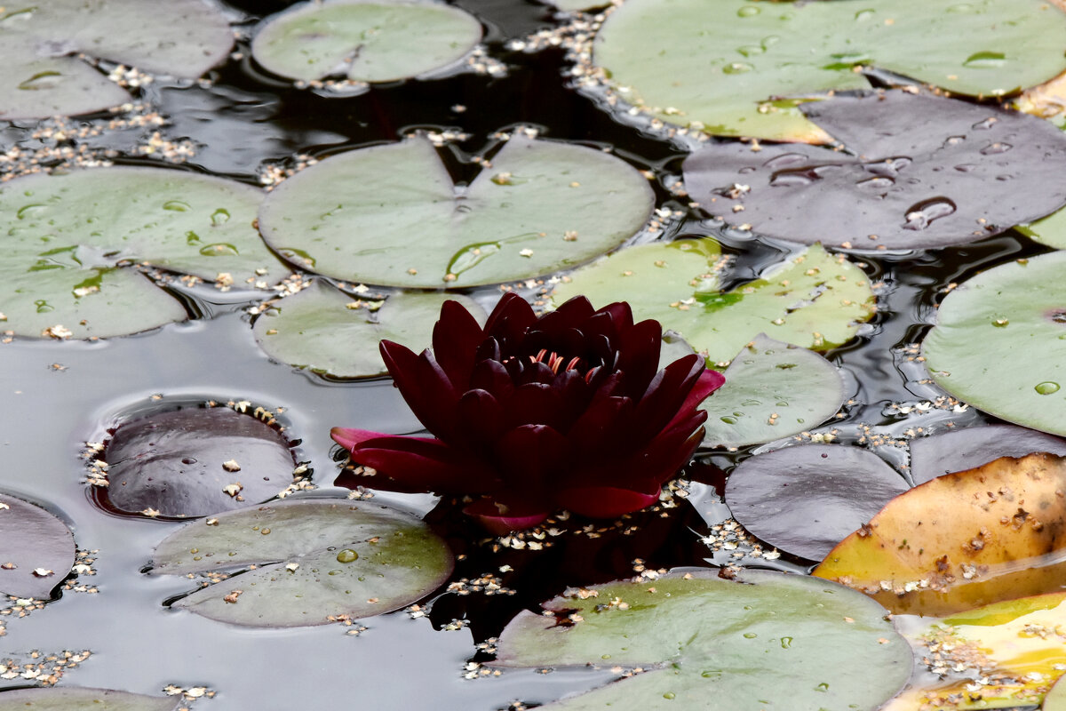 Москва. Август в Аптекарском огороде. - Наташа *****