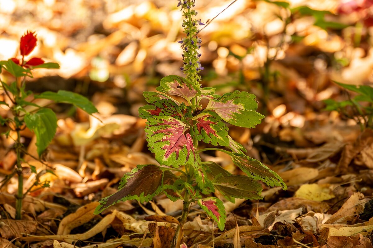 Вот и осень - Игорь Сикорский Вот и осень - Игорь Сикорский