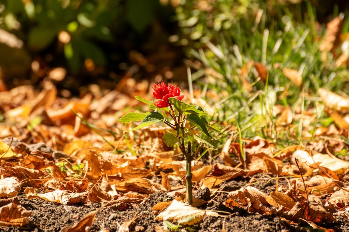 Вот и осень - Игорь Сикорский