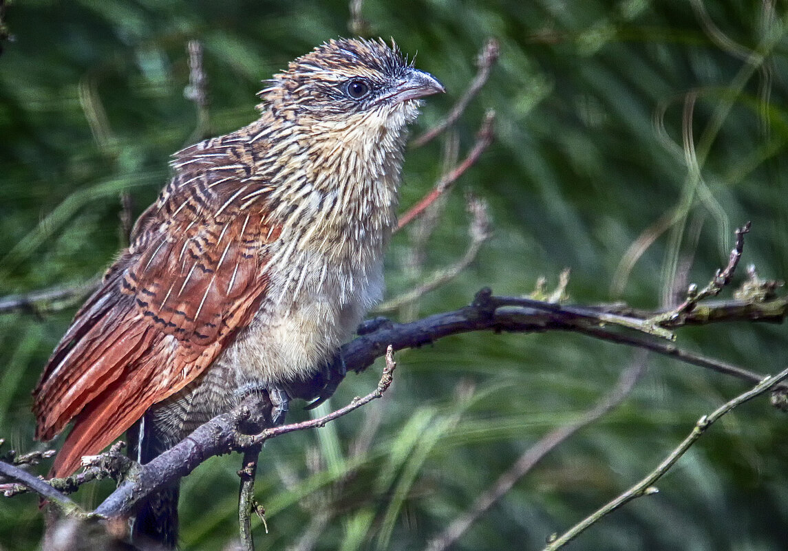 Белобровая/бурчульковая кукушка - Андроник Александр 