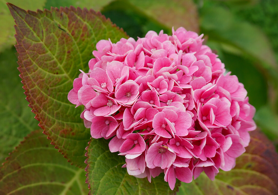 Гортензия - Ольга 