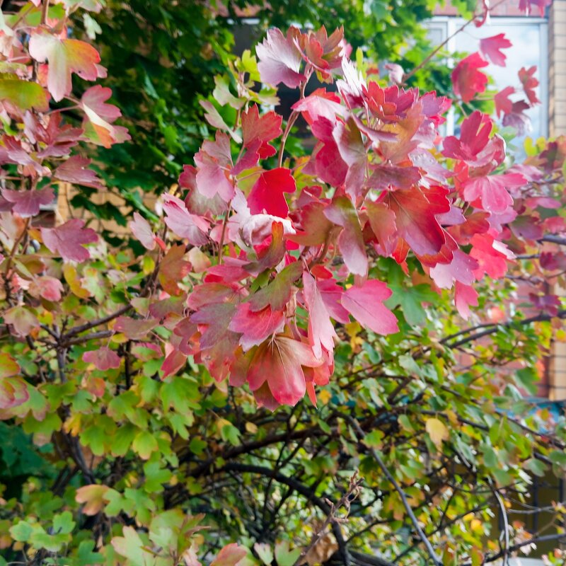 Осенние мотивы - Елена Семигина