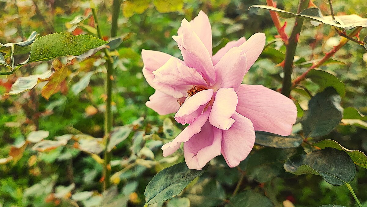 ,,, - Сергей Тимоновский