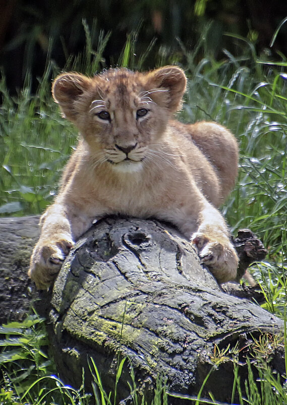 ****** - Андроник Александр 