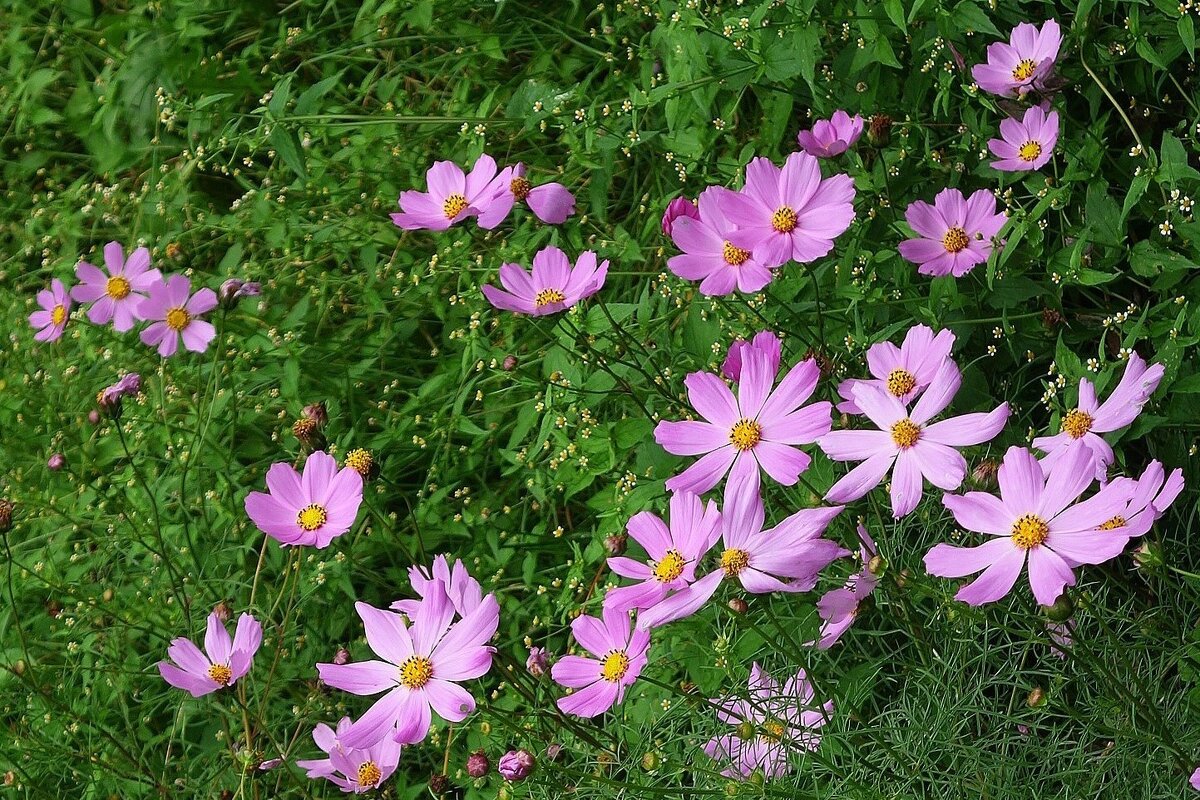 Космея - Рита Симонова