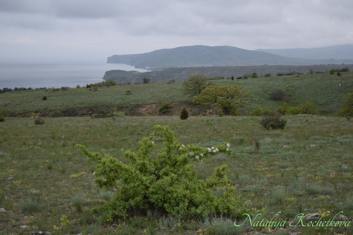 Природа Крыма - Amazing Cosmea
