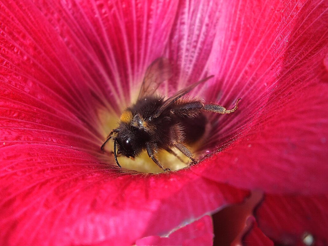 ** - Зоя Мишина