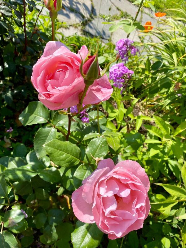 Дачные цветы - Алевтина 