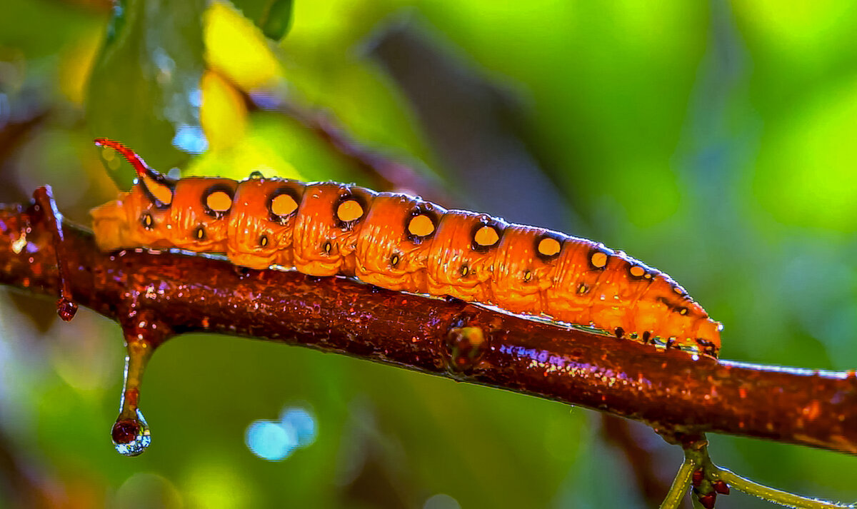 Гусеница бабочки Бражник подмаренниковый - Aleksey Afonin