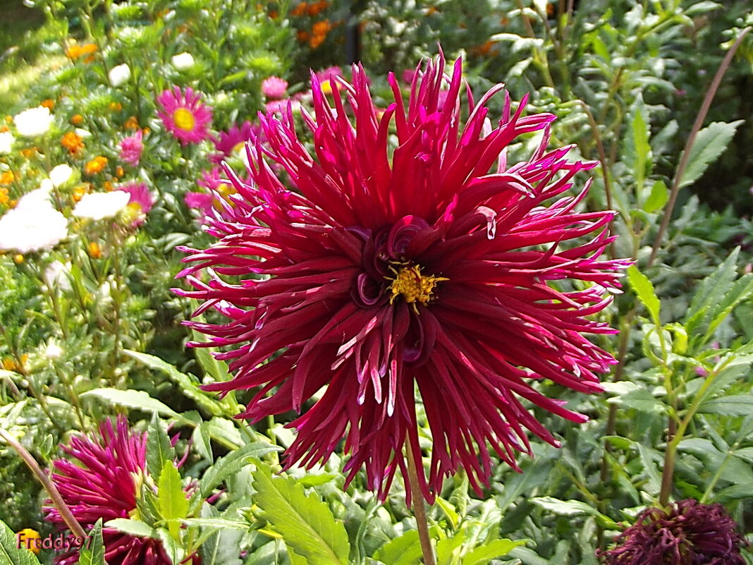 Георгин - Freddy 97