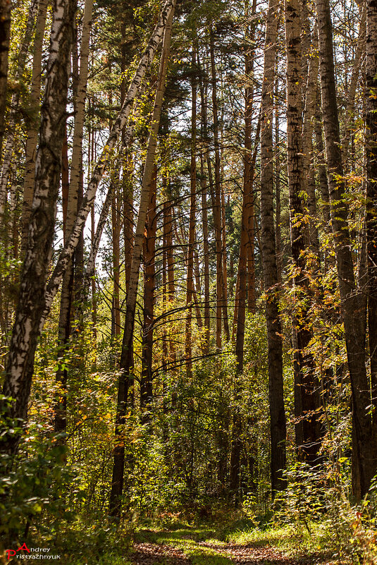 В лесу... - Андрей Пристяжнюк