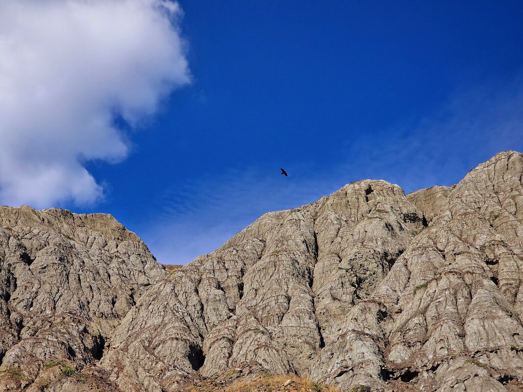 Птица в небе - Мария Яковлева