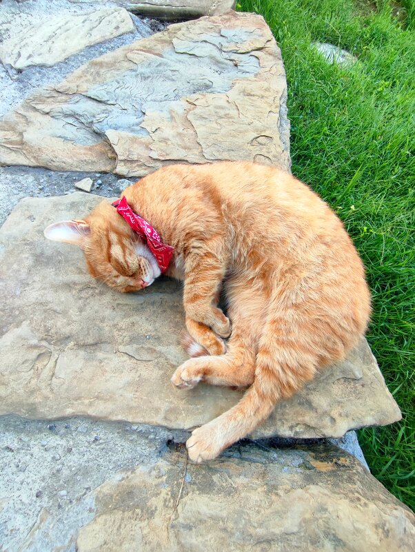 Кошачий сон - Ирина 