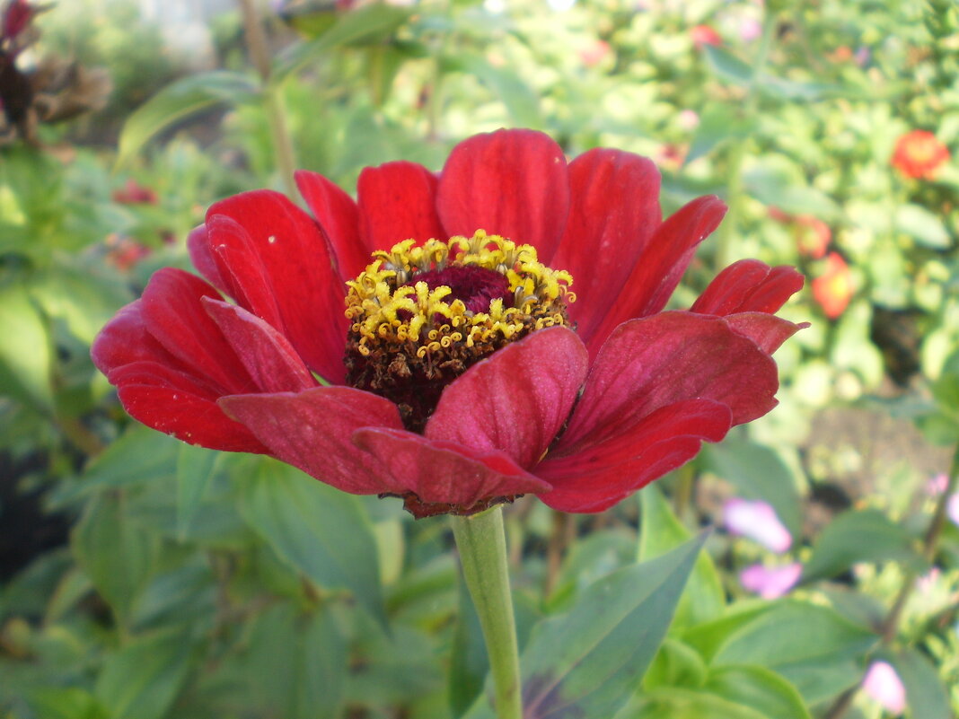 Аленький цветочек - Венера Чуйкова