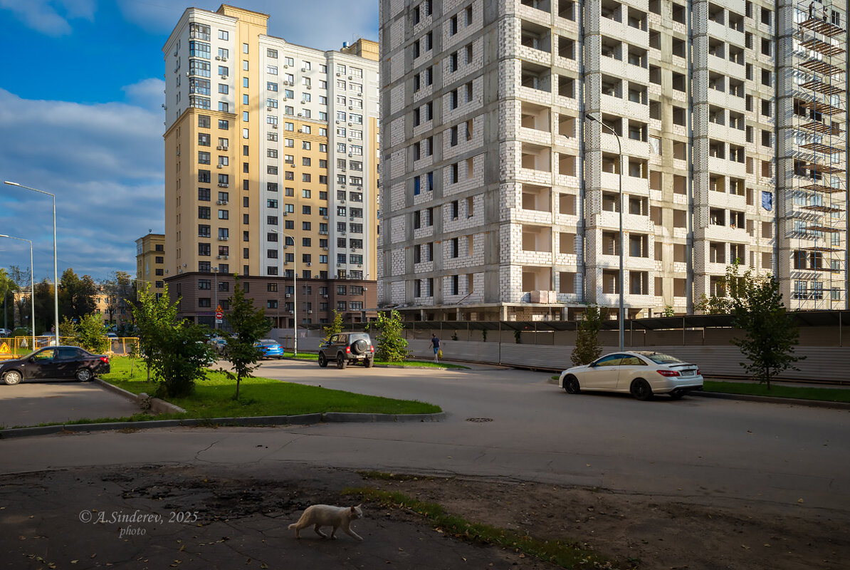На улице с кошкой на переднем плане - Александр Синдерёв