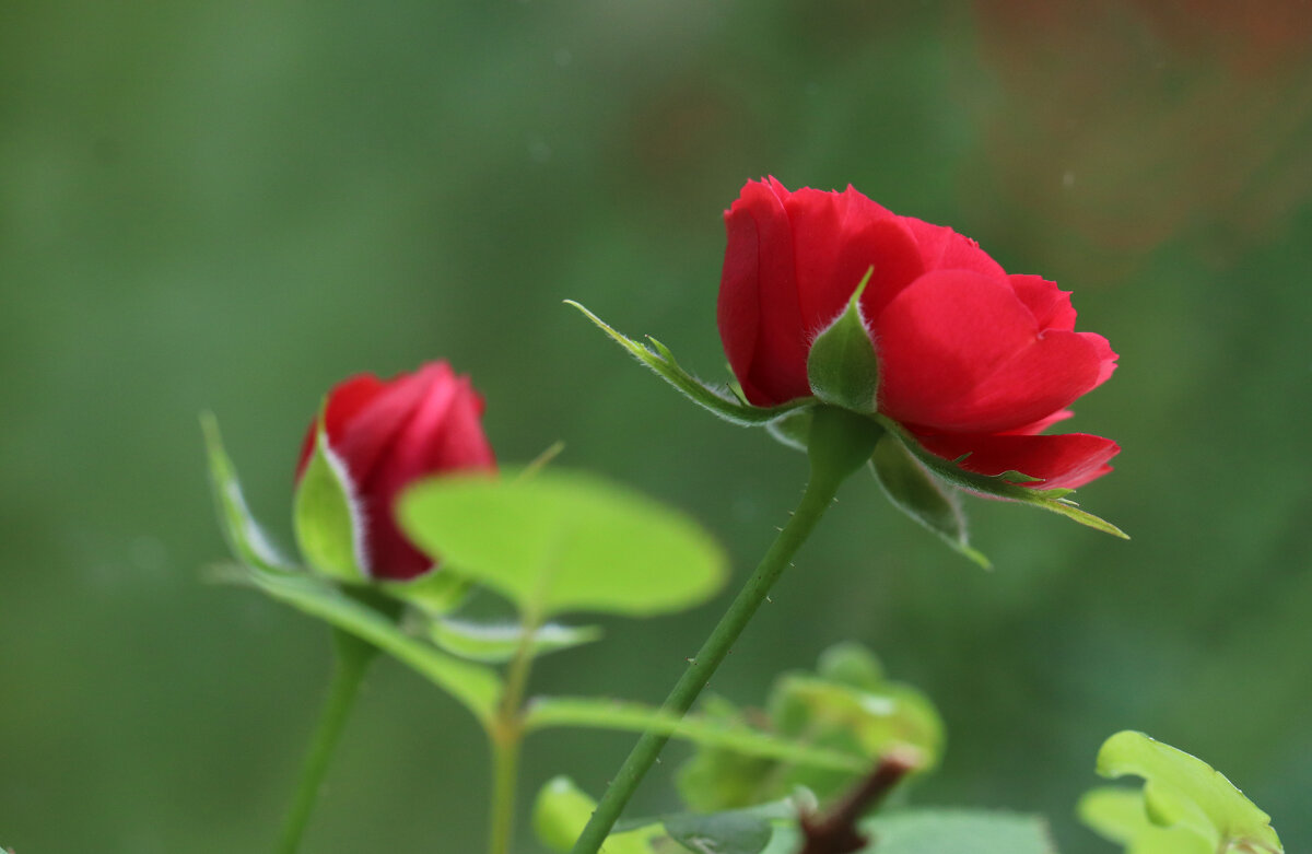 Аленькие цветочки! - Наталья Лунева 