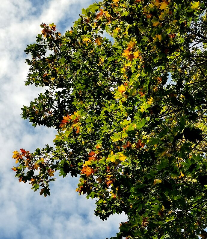 Осень - Любимова Ольга 