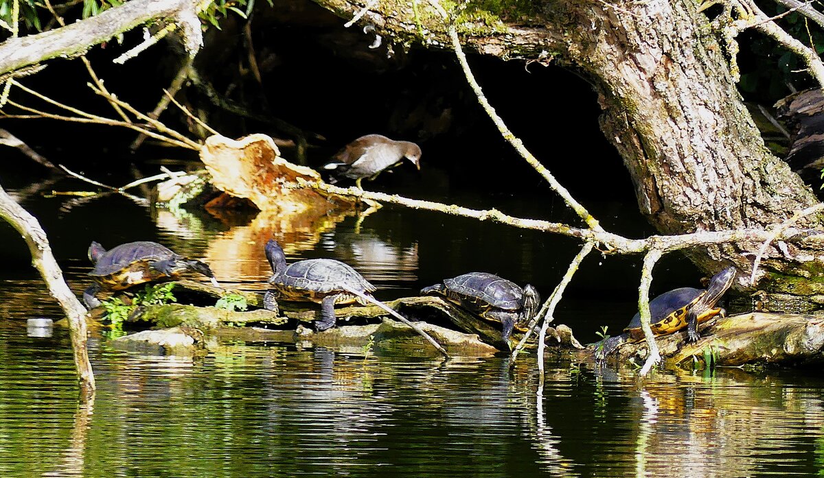 Тайный совет у озера - Владимир Манкер