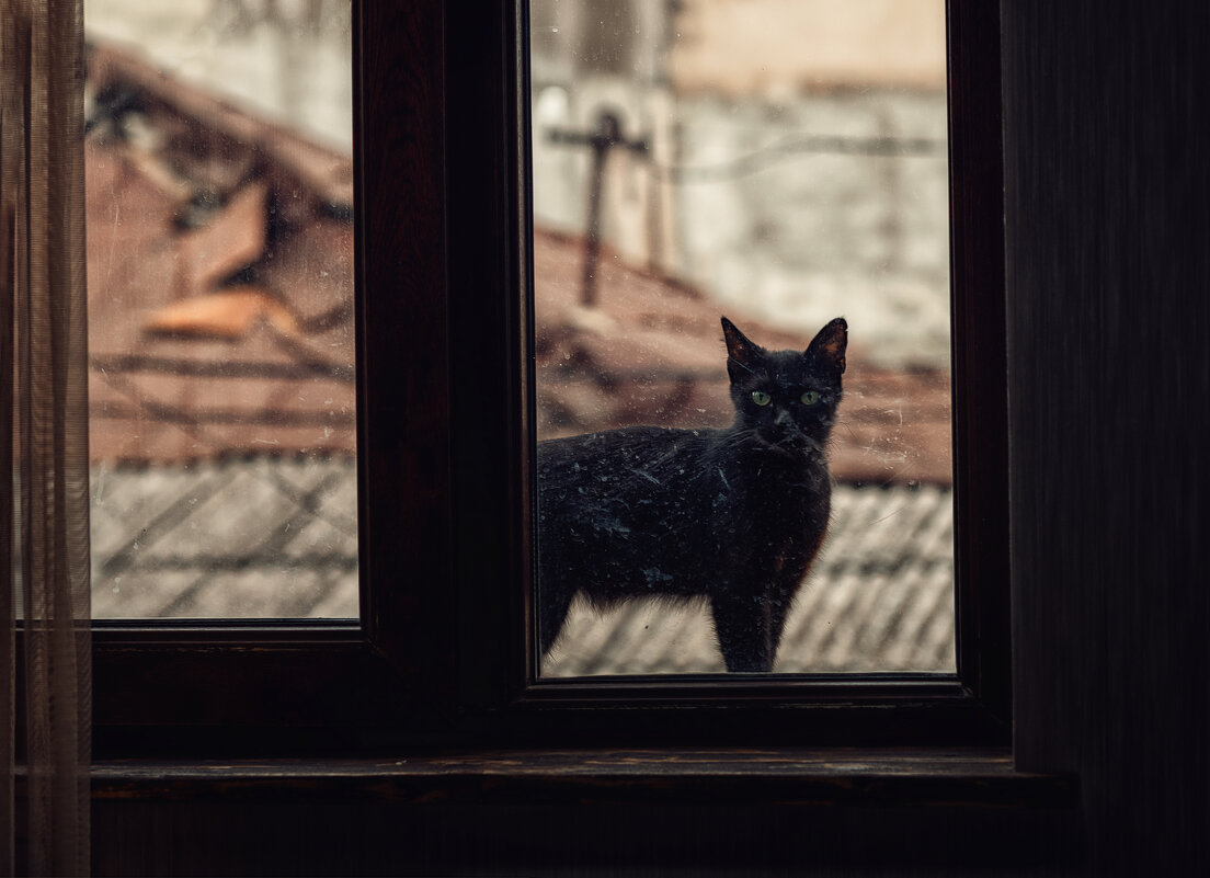 Грузинский кот просился в гости. - Лилия . Грузинский кот просился в гости. - Лилия .