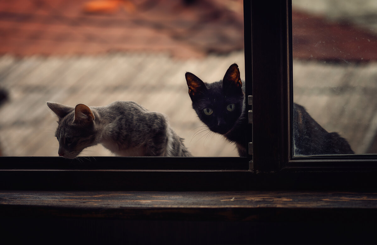 Любопытный кот) - Лилия .