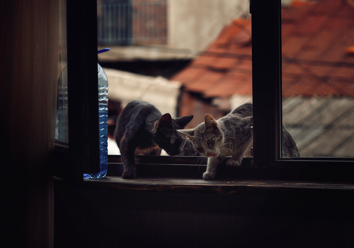 Уличные коты. - Лилия .