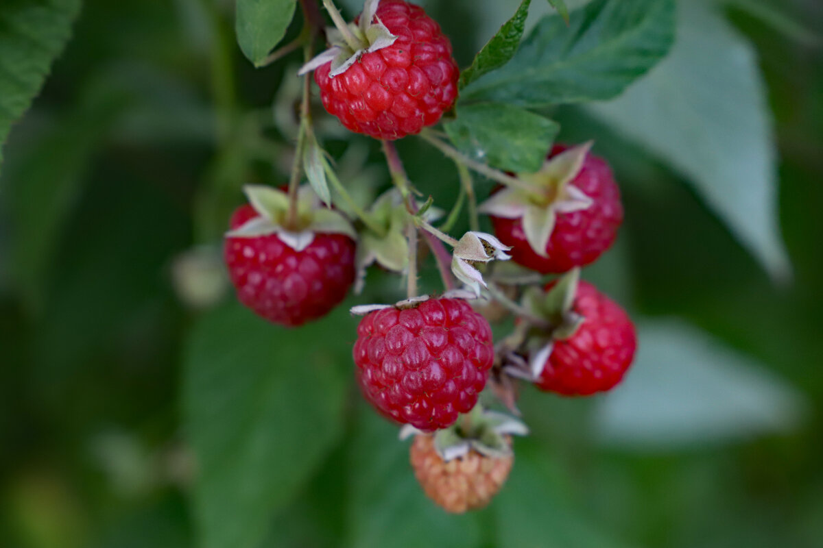 малина сентября - краснов юрий 