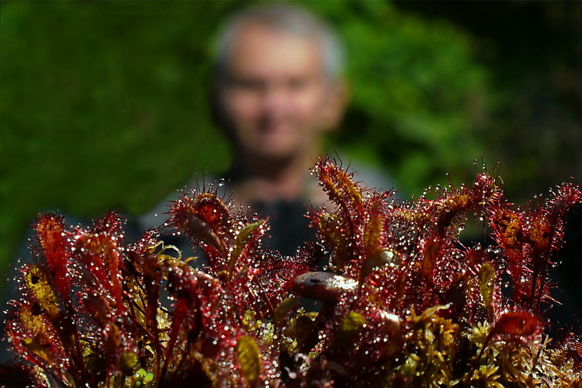 Снимаю росянку... - Владимир Шошин Снимаю росянку... - Владимир Шошин