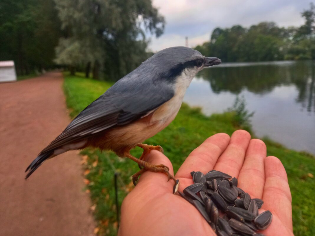 Поползень - Сапсан 