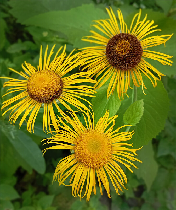 солнышки... - Ирина С