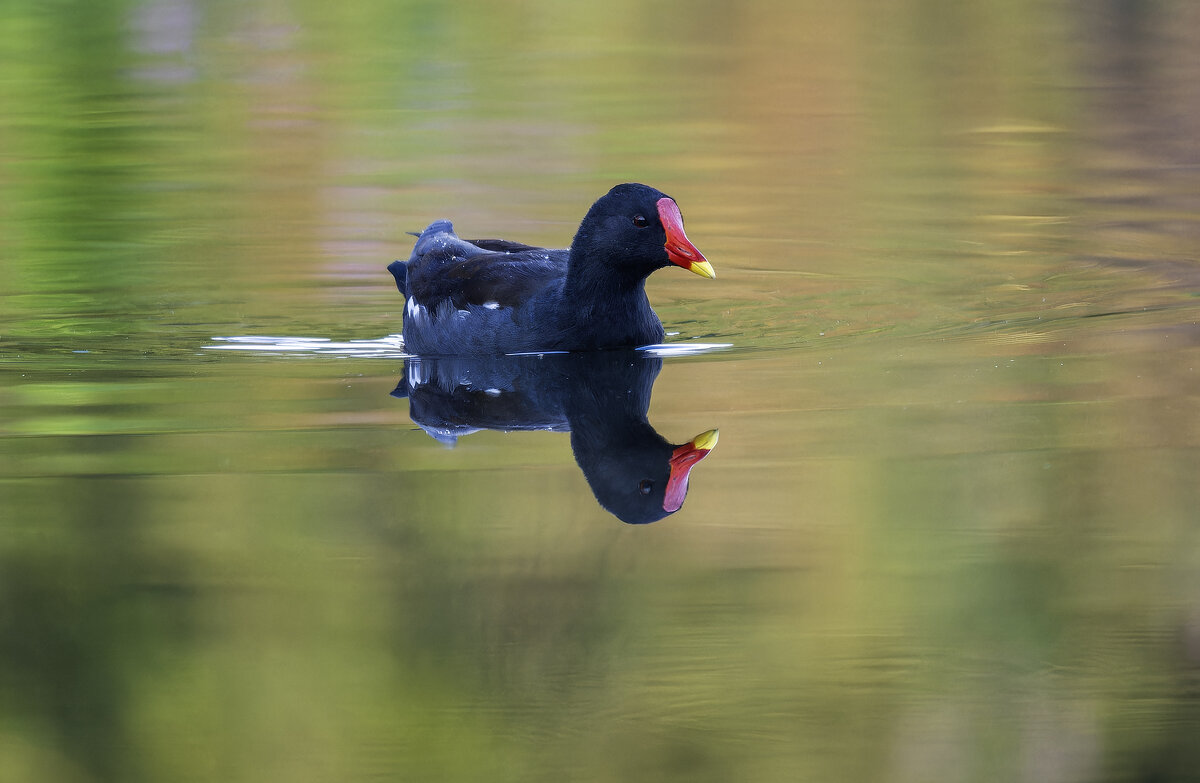 Камышница. - Alexander Amromin Камышница. - Alexander Amromin