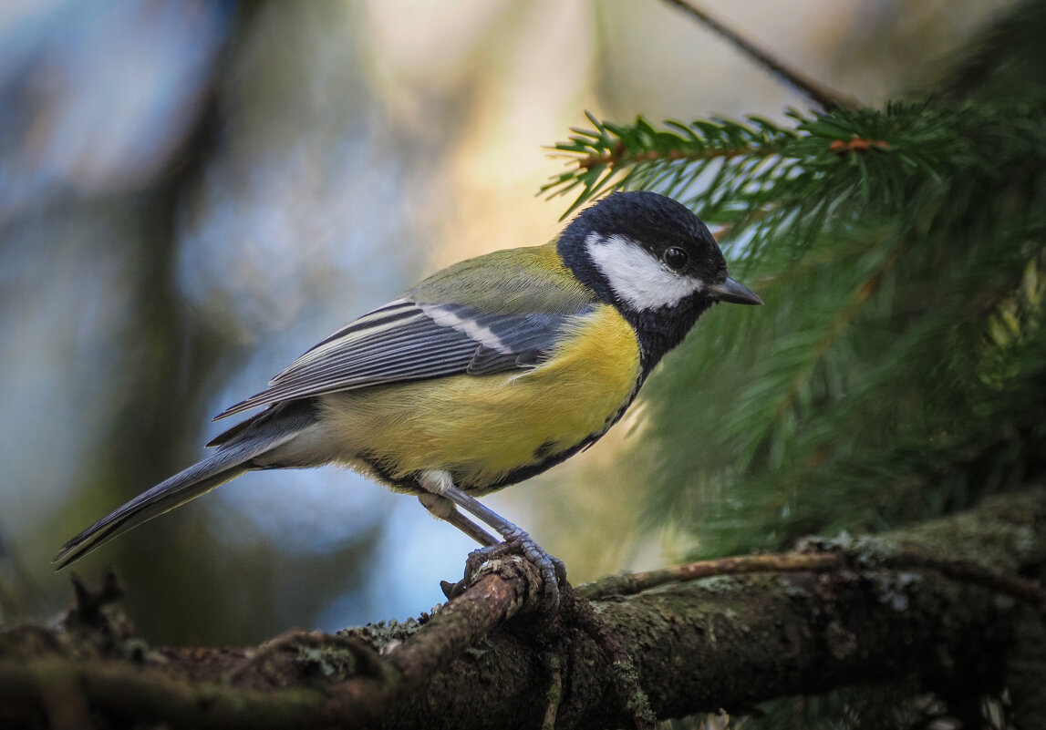 Позирование или нет - Магомед . Позирование или нет - Магомед .