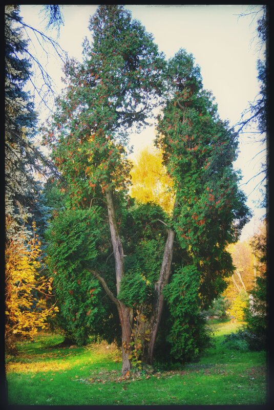 Окошко в осень. - Руслан 