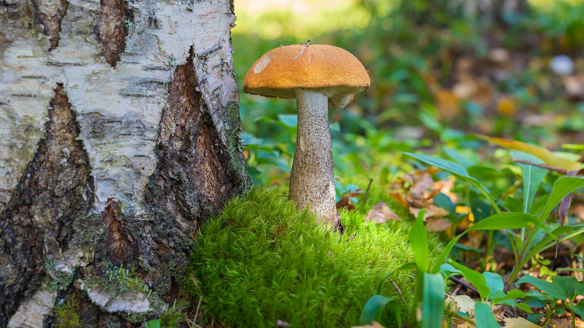 Подосиновик - Владимир Кириченко  wlad113