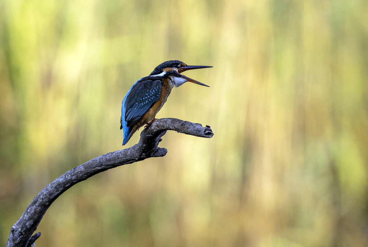 Зимородок. - Alexander Amromin