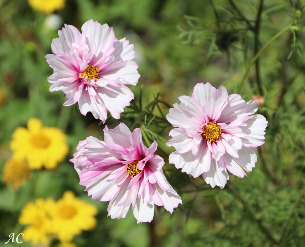 Космея дваждыперистая - Любовь Сахарова