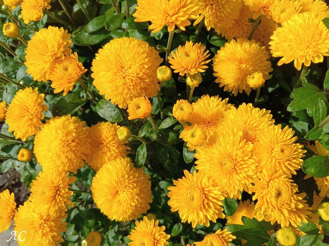 Хризантема - королева осени - Любовь Сахарова